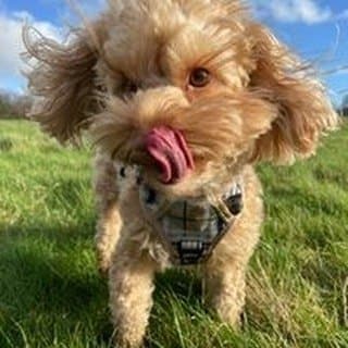 hekkigram